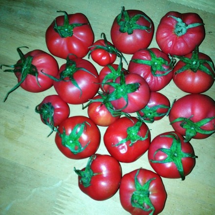 11266029_889120481148962_1583280850_n