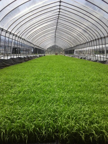 575541_454030031358353_1975218602_n